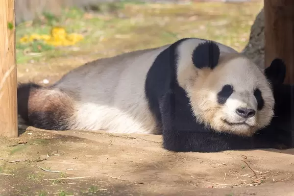 Adorable Sleeping Panda Bear ShinShin in Uedo Zoo