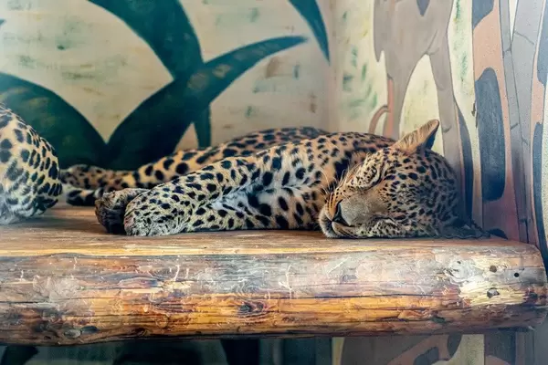 Adult cheetah sleeps in an ecopark. The concept of rare animals and their protection