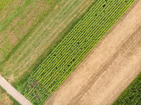 Aerial drone view of Sunflower agriculture fields on a sunny day