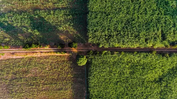 Aerial quadrant shot of sugarcane fields in Hinigaran
