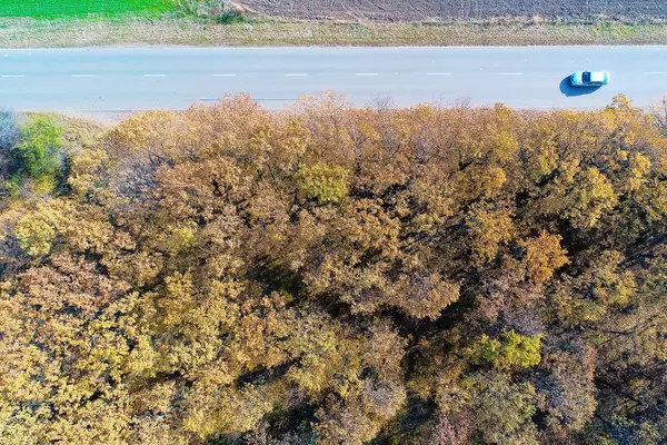 Aerial view of autumn forest and straight road (Flip 2019)