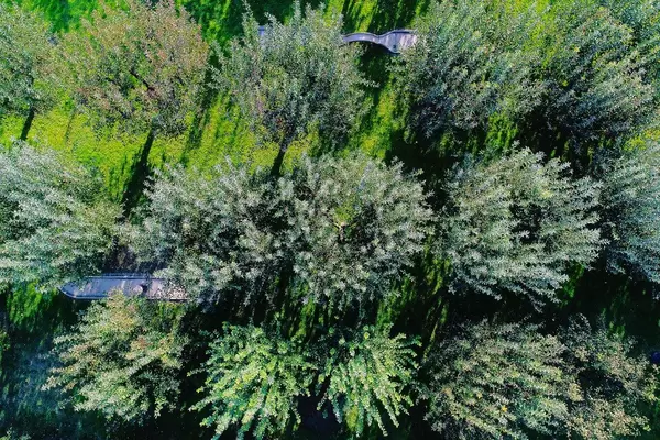 Aerial view of orchard with green trees, drone (Flip 2019)