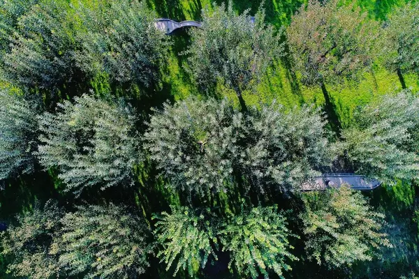 Aerial view of orchard with green trees, drone