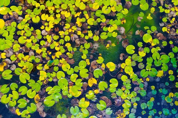 Aerial view of water lilies seen from drone, autumn