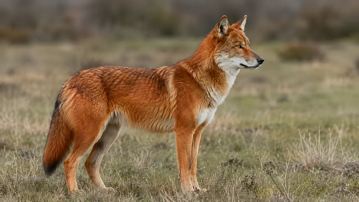 Äthiopischer Wolf steht aufmerksam in der Savanne