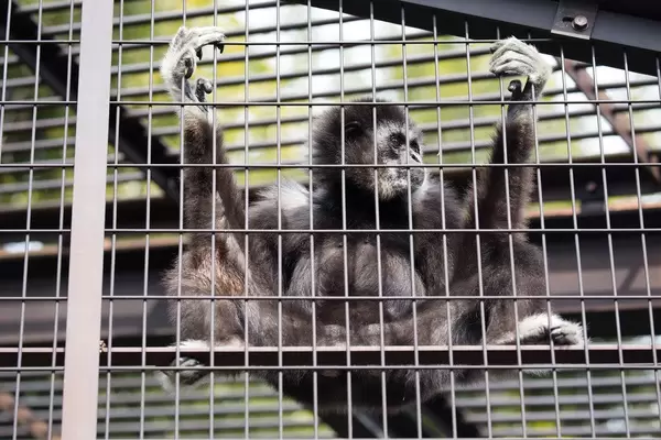 Äffchen im Zoo Ueno, Tokyo