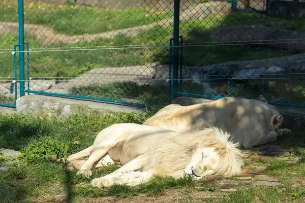 African White Lions sleeping outside in the Belgrade Zoo