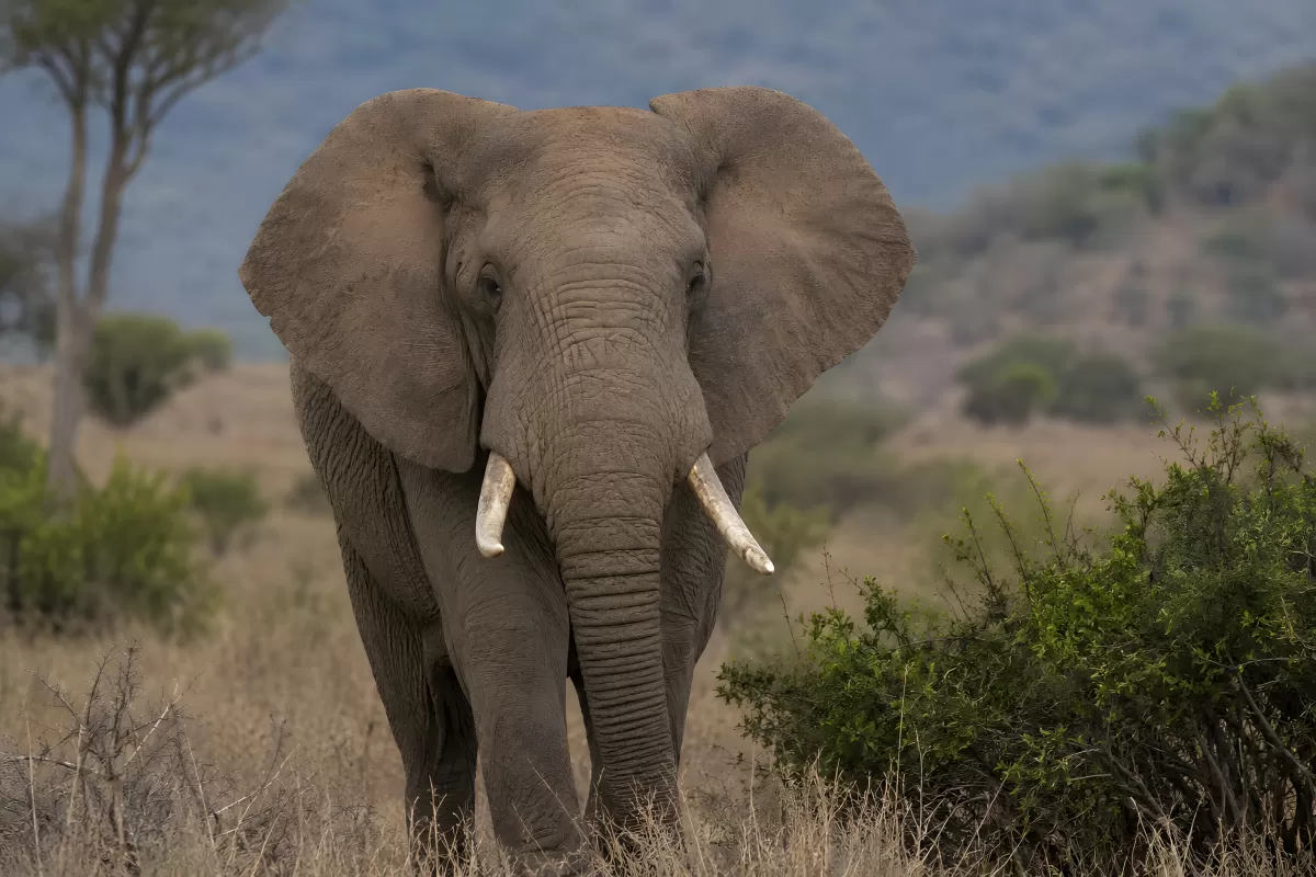 Afrikanischer Elefant mit Stoßzähnen in der Savanne