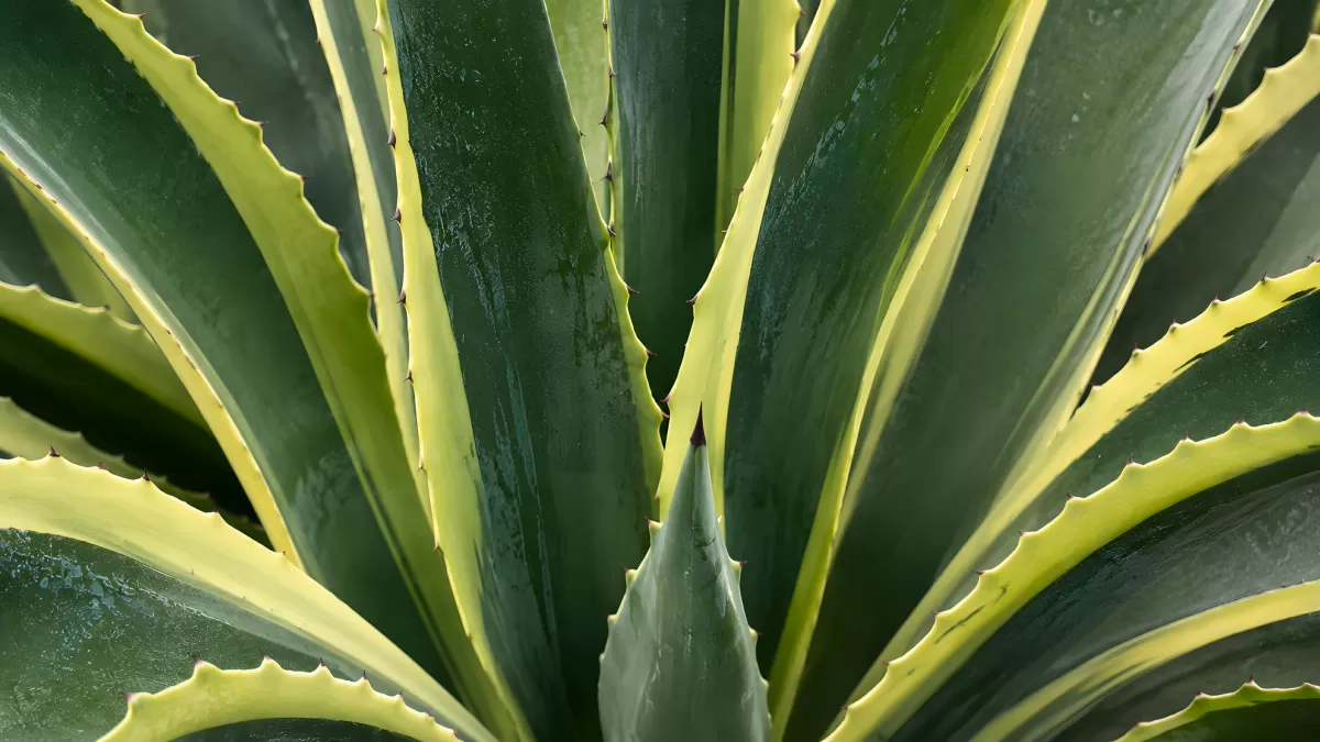 Agave mit gelben Blatträndern aus der Vogelperspektive