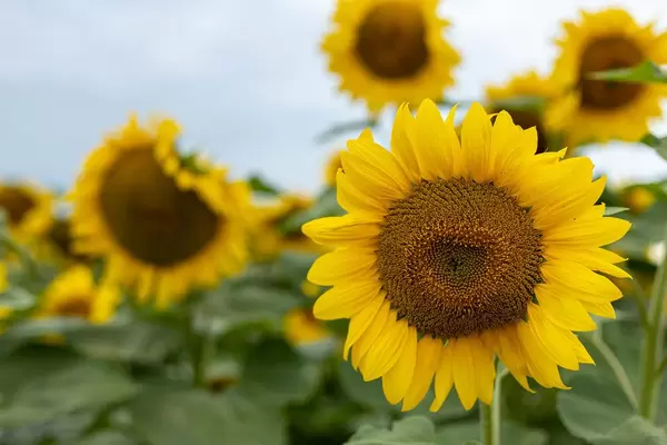 Agriculture concept with Sunflower heads closeup image