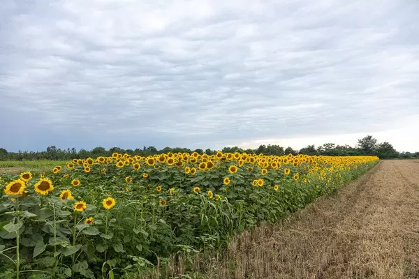 Agriculture concept with Sunflowers in the fields with blue sky
