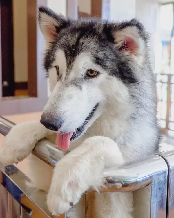 Alaskan malamute pup posing for a picture (Flip 2019)