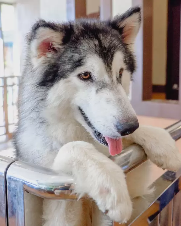 Alaskan malamute pup posing for a picture