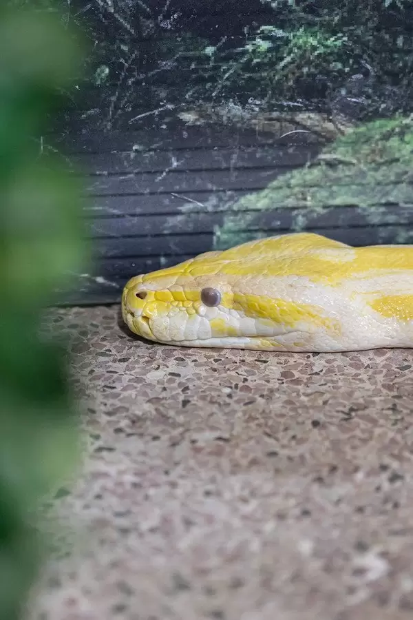 Albino Burmese Python's head with copy space