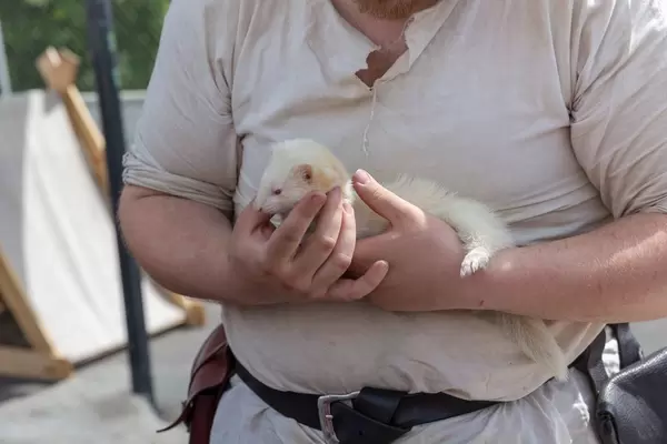 Albino-Frettchen in den Händen