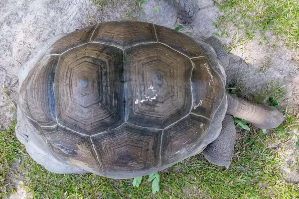 Aldabra-Riesenschildkröte mit ausgestrecktem Hals aus der Vogelperspektive
