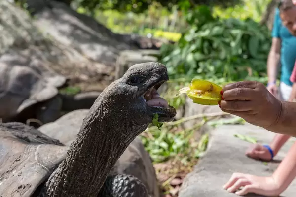Aldabra-Turtle gets hand-fed with a star fruit in La Digue, Seychelles