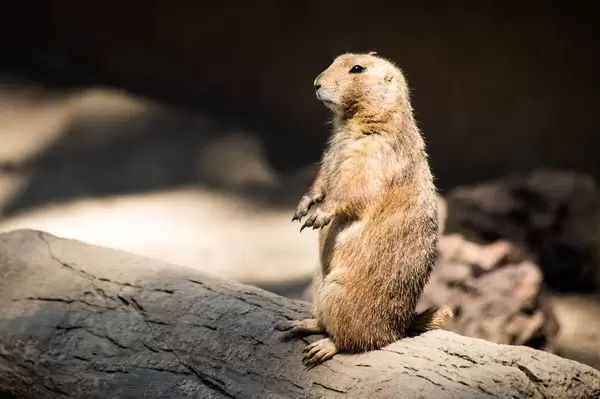 Alert prairie dog (Flip 2019)