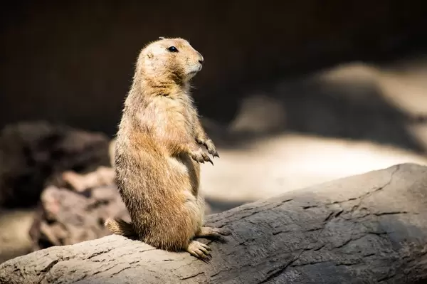 Alert prairie dog