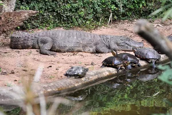 Aligator und Schildkröten