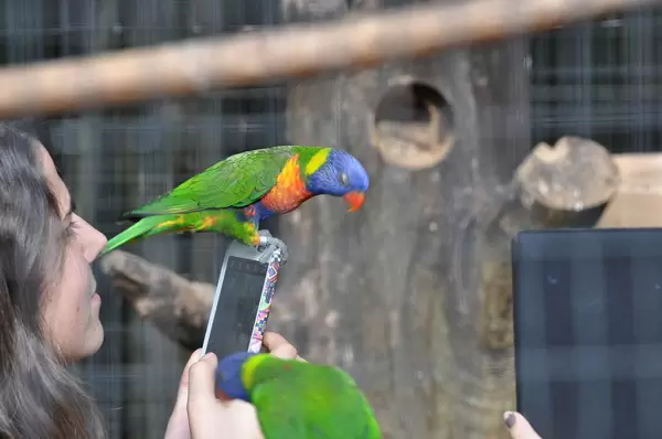 Allfarblori auf dem Handy eines Mädchens, Brasilien