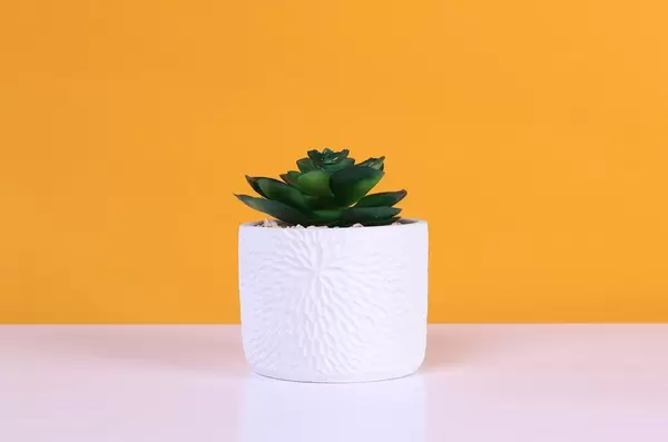 Aloe flower on orange background