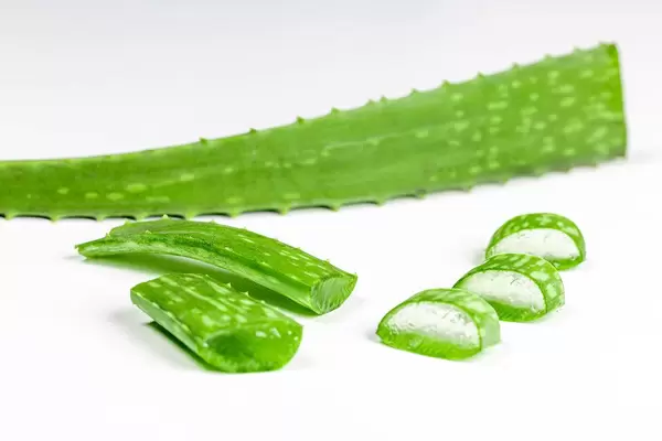 Aloe Vera fresh leaves and pieces on a white background