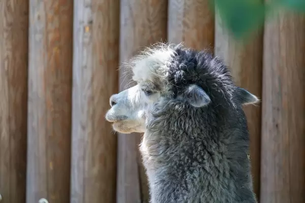 Alpaka in Moscow zoo