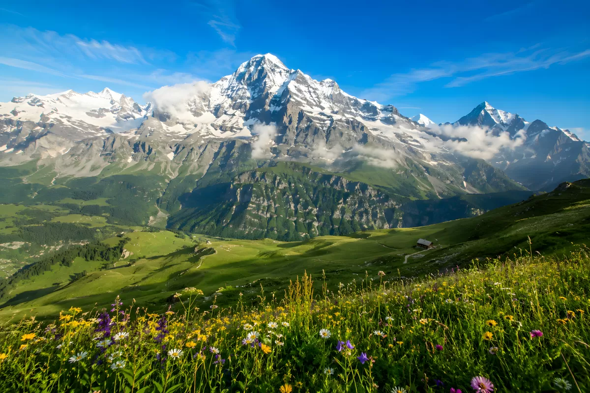 Alpenwiese mit Wildblumen vor schneebedeckten Gipfeln