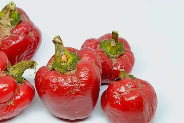 Alte, runzlige rote Paprika vor weißem Hintergrund