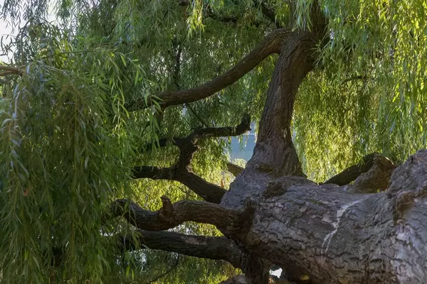 Alter horizontal wachsender Baum