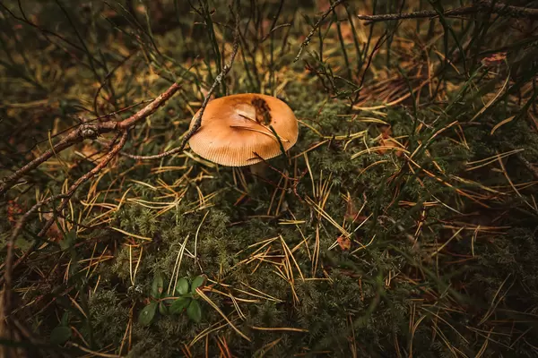 Amanita Fulva Mushroom In Forest Landmark
