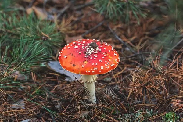 Amanita muscaria - beautiful toxic mushroom