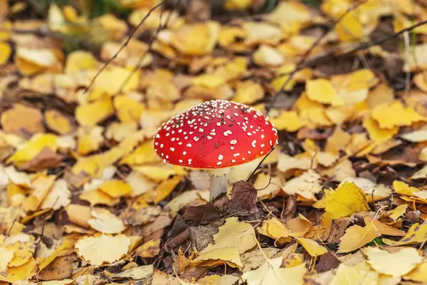 Amanita mushroom in the forest with autumn yellow leaves