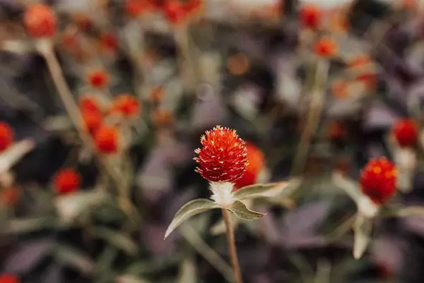 Amarantine du Rio Grande, Gomphréna écarlate (Flip 2019)