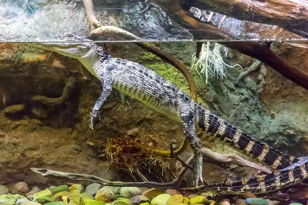 American alligator (Alligator mississippiensis) at Shedd Aquarium