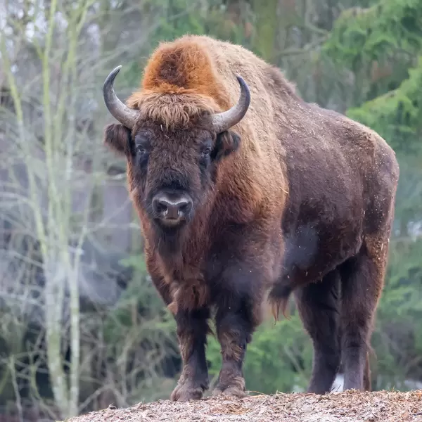 American Bison
