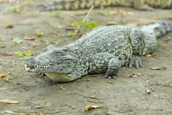American Crocodile in the shade at the Belgrade Zoo