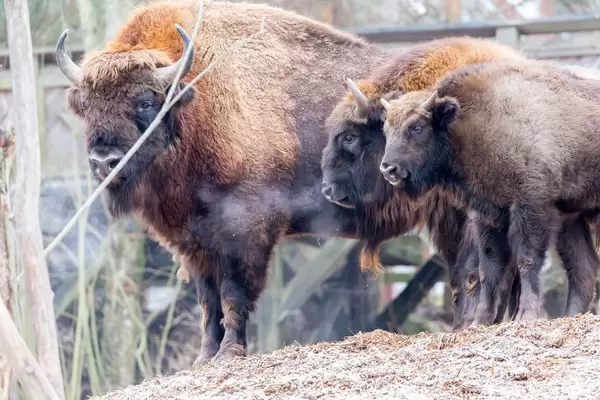 Amerikanische Bisons