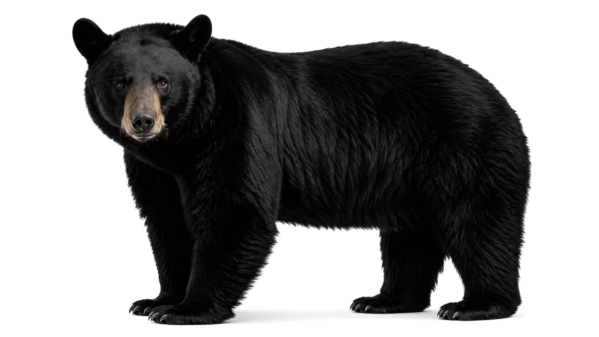 Amerikanischer Schwarzbär in seitlicher Pose vor weißem Hintergrund