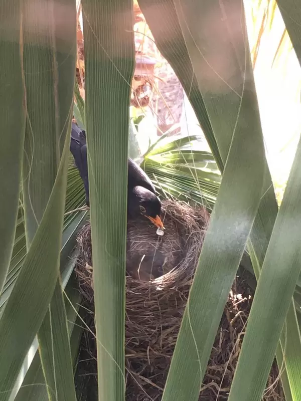 Amselnest zwischen Palmenblättern