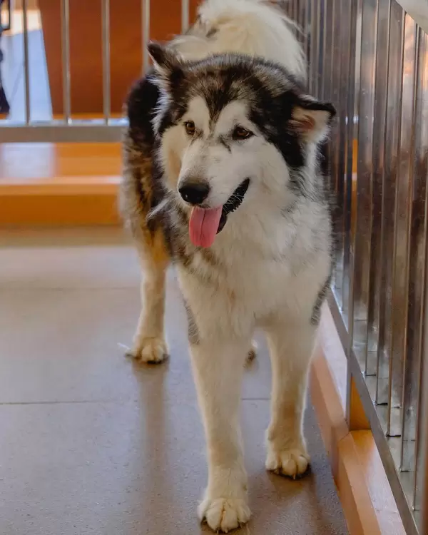 An alaskan malamute pup in a dog cafe (Flip 2019)