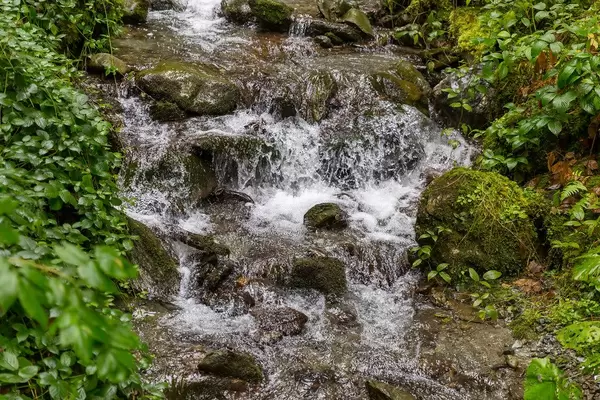 An Alpine stream flows between rocks and green plants in Alpbach, Tyrol, Austria