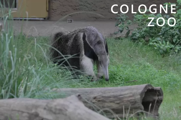 An anteater walks through its enclosure, next to picture title cologne zoo