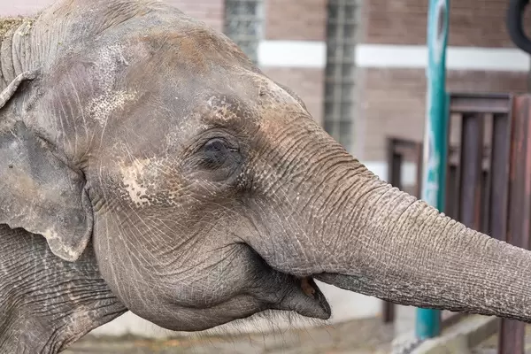 An elephant in a zoo with an outstretched trunk towards the audience