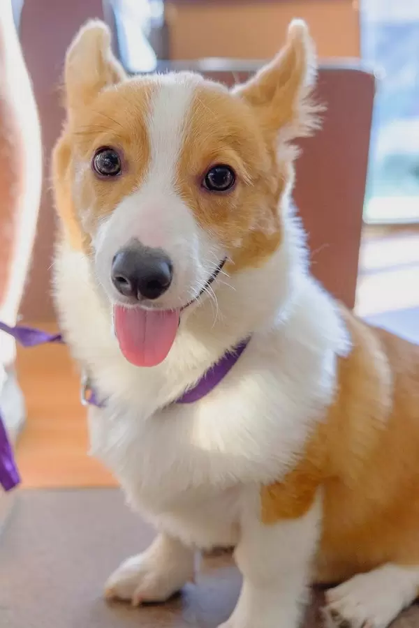 An energetic corgi looking directly at the camera (Flip 2019)