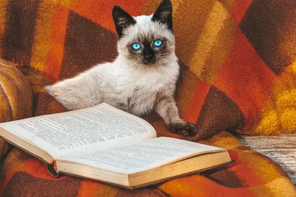 An open book and a Siamese cat on a red plaid outside (Flip 2019)