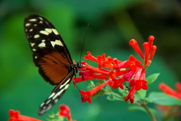 An Orange Butterfly Pollinating