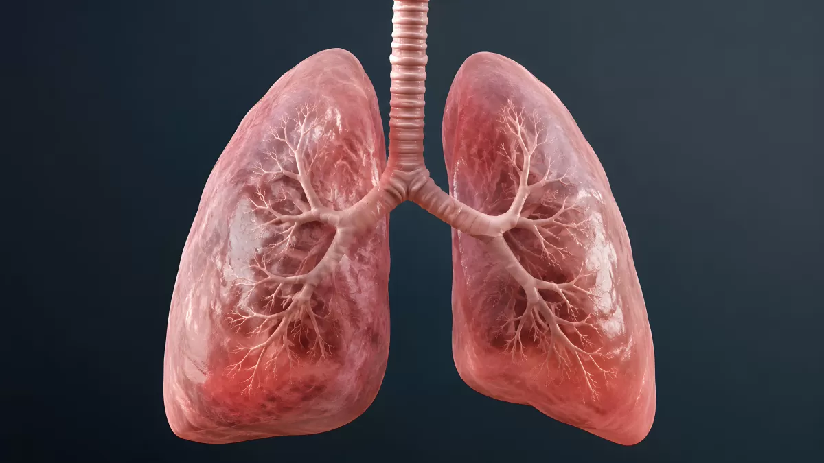 Anatomische 3D-Darstellung menschlicher Lungen mit Bronchien
