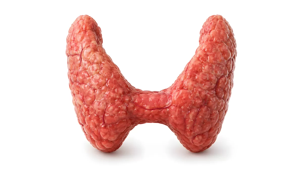 Anatomisches 3D-Modell der Schilddrüse in Rosa